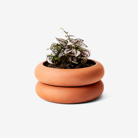 Terracotta planter made up of two rounded sections, with a plant inside.