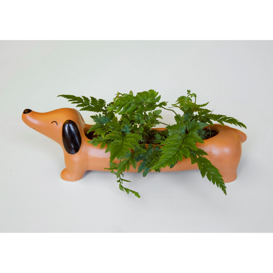 Dachshund shaped planter with a fern in it. 