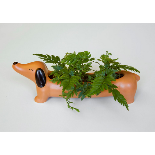 Dachshund shaped planter with a fern in it.