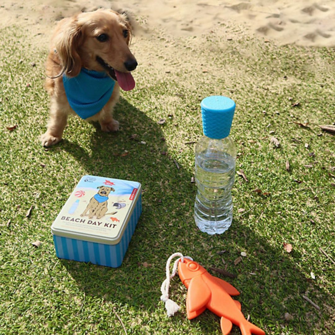 Dog Beach Day Kit