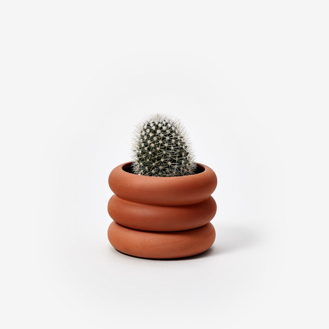 Terracotta planter with rounded edges and a cactus inside