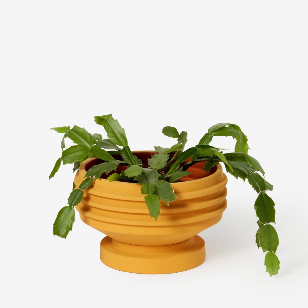 Yellow plant pot with sculptural ridges and shape, and a terracotta glazed inside. With a plant inside.